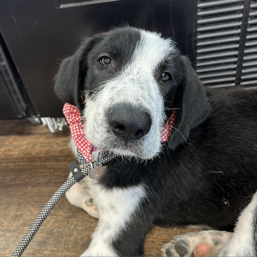 Kip, a Adoptable mixed breed in Dallas, TX image 1/6