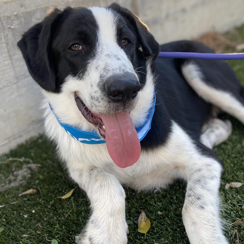 Kip, Adoptable, Adult Male German Shorthaired Pointer & Border Collie.