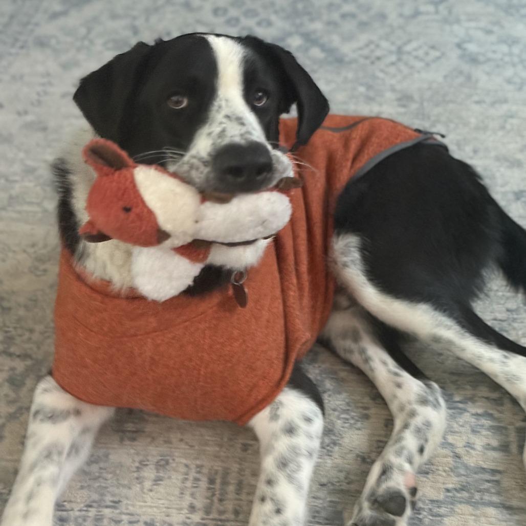 Enlarge Kip, a Adoptable mixed breed in Dallas, TX image 2/6