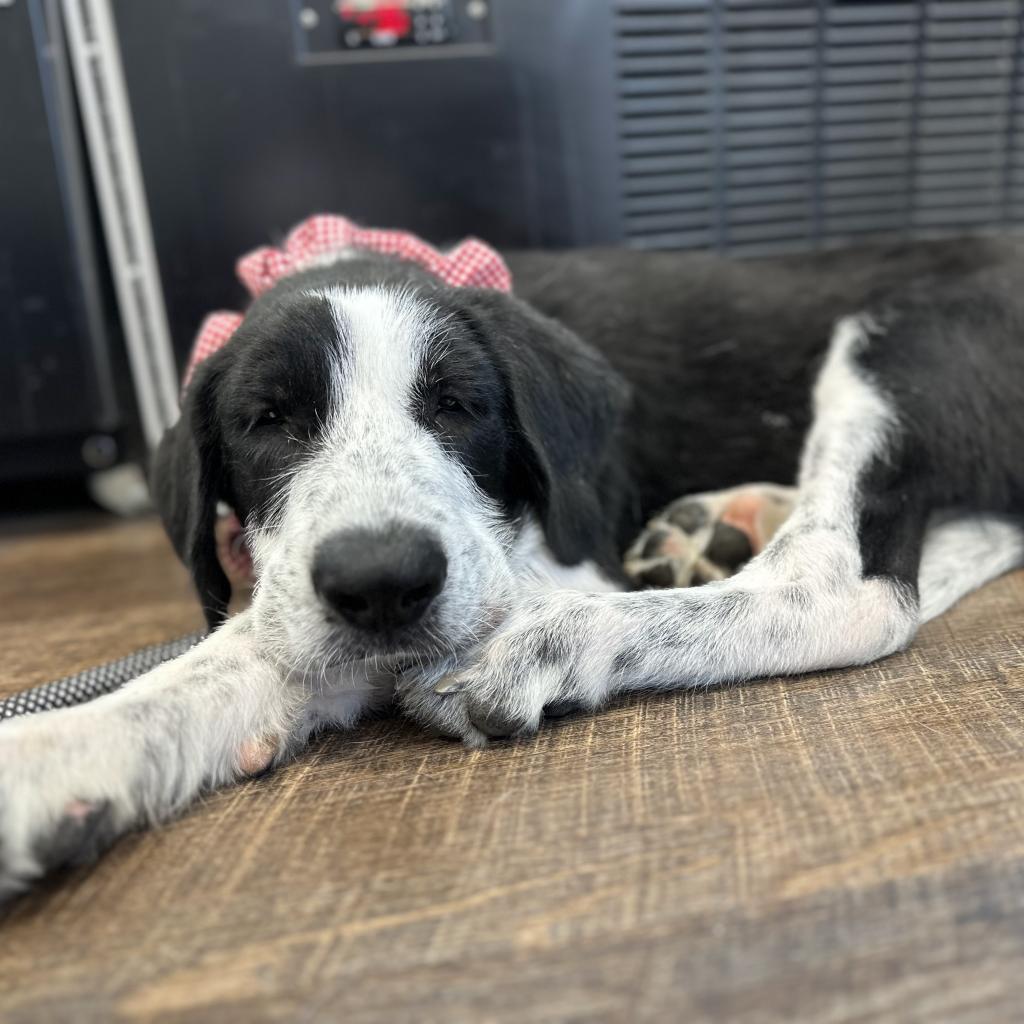 Kip, a Adoptable mixed breed in Dallas, TX image 3/6