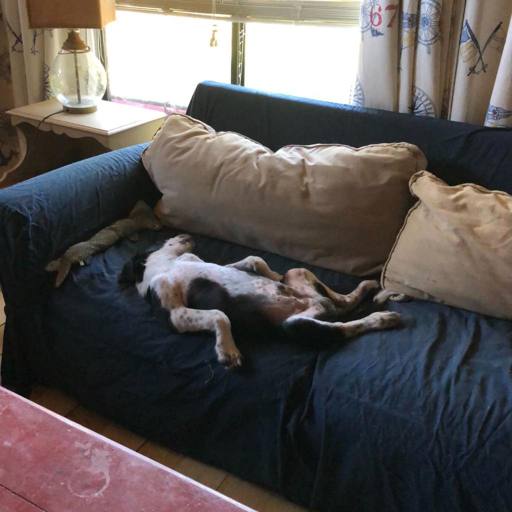 Enlarge Kip, a Adoptable mixed breed in Dallas, TX image 3/6