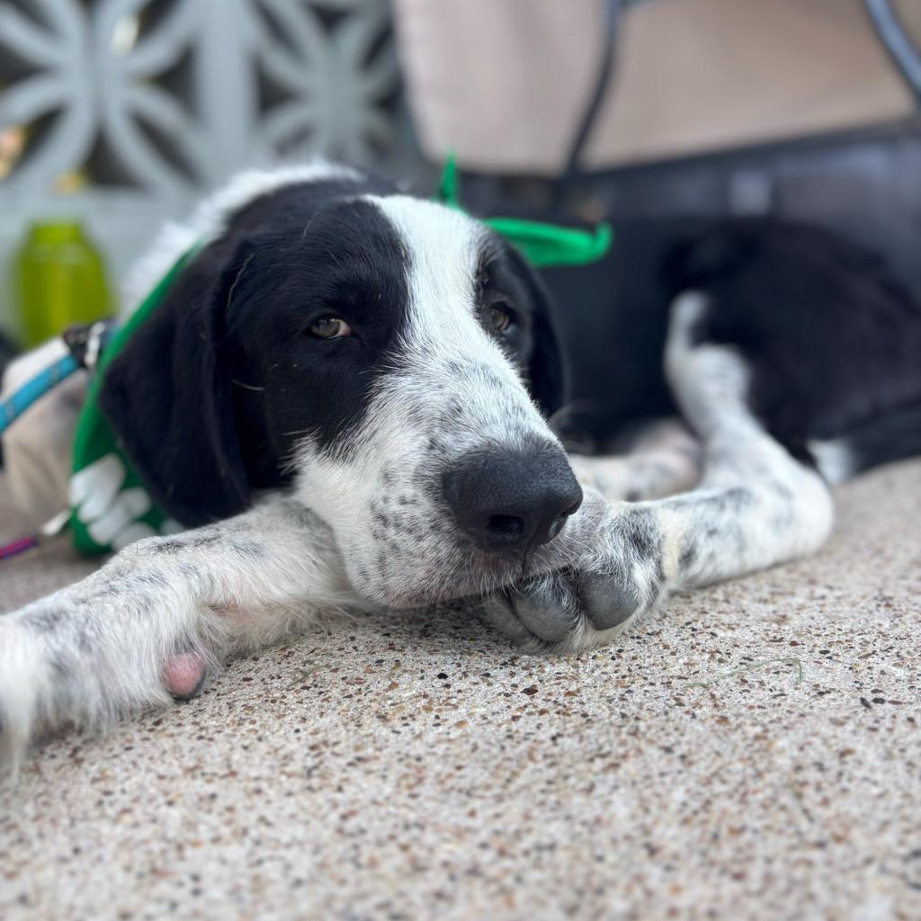 Kip, a Adoptable mixed breed in Dallas, TX image 4/6