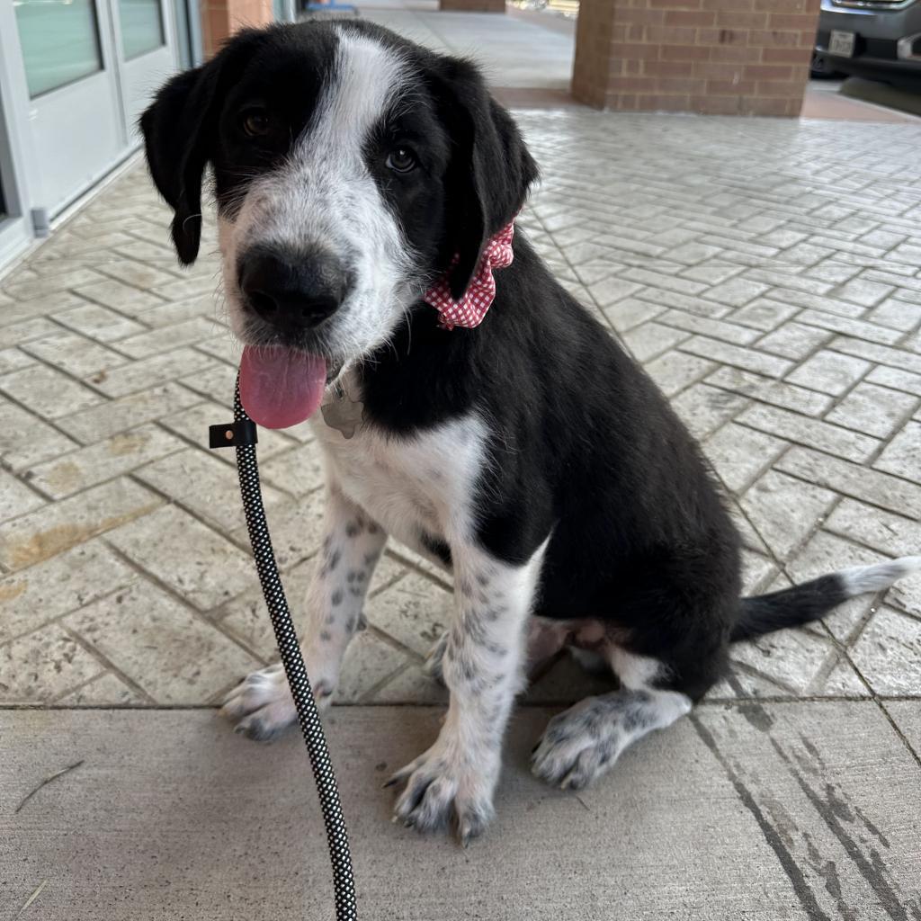 Kip, a Adoptable mixed breed in Dallas, TX image 5/6