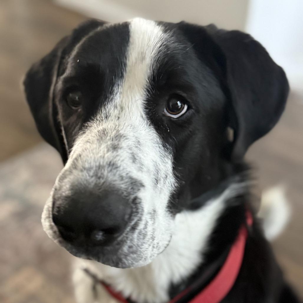 Enlarge Kip, a Adoptable mixed breed in Dallas, TX image 5/6