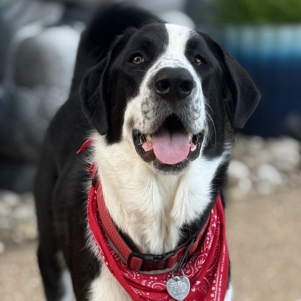 Enlarge Kip, a Adoptable mixed breed in Dallas, TX image 6/6