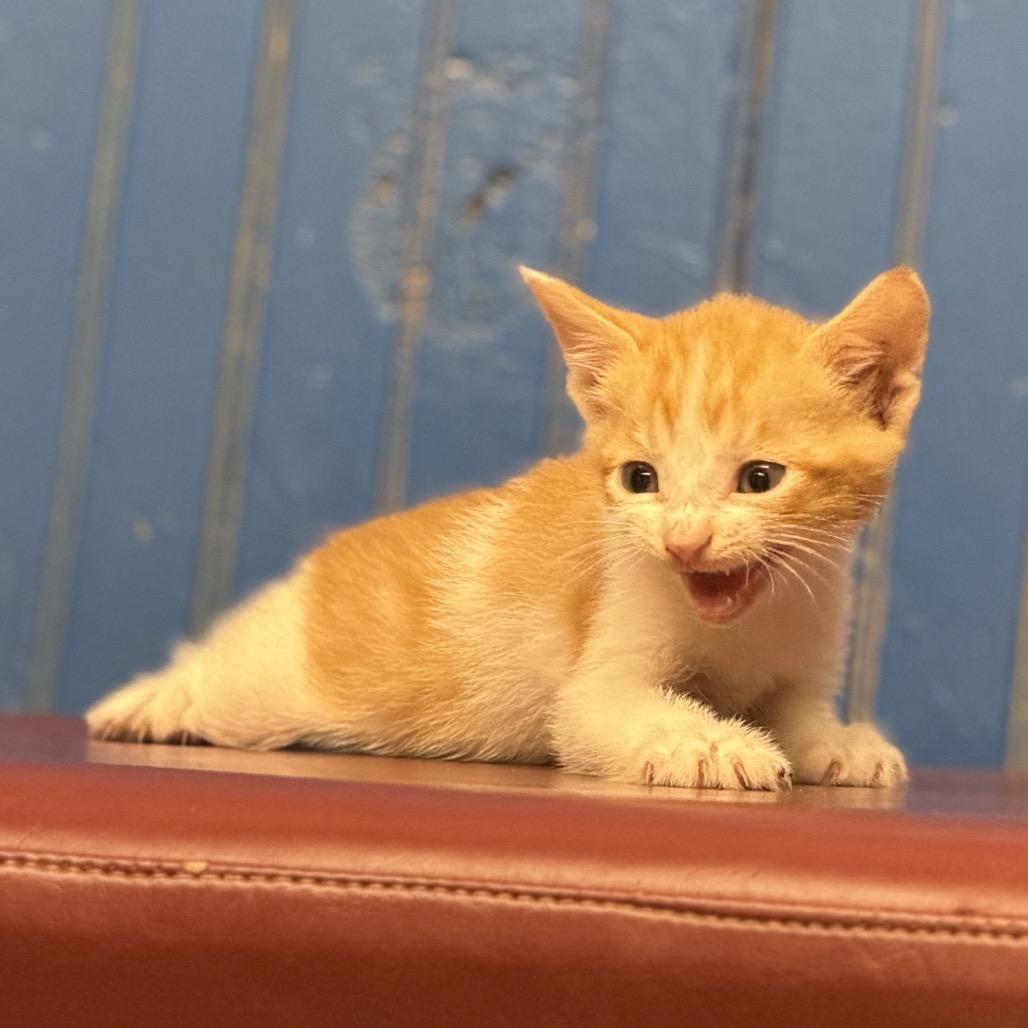 Rodney, Adoptable, Kitten Male Domestic Short Hair.