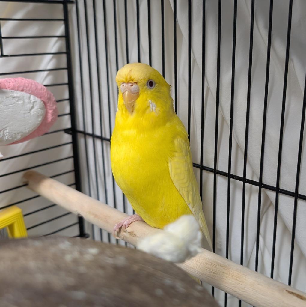 Morticia, Adoptable, Young Female Parakeet (Other).