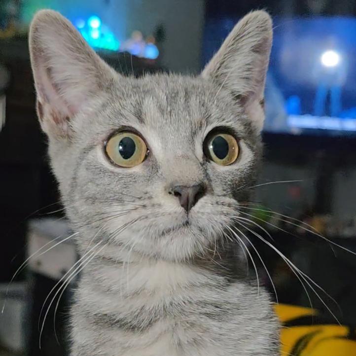 Lucy Burns, Adoptable, Kitten Female Domestic Short Hair.