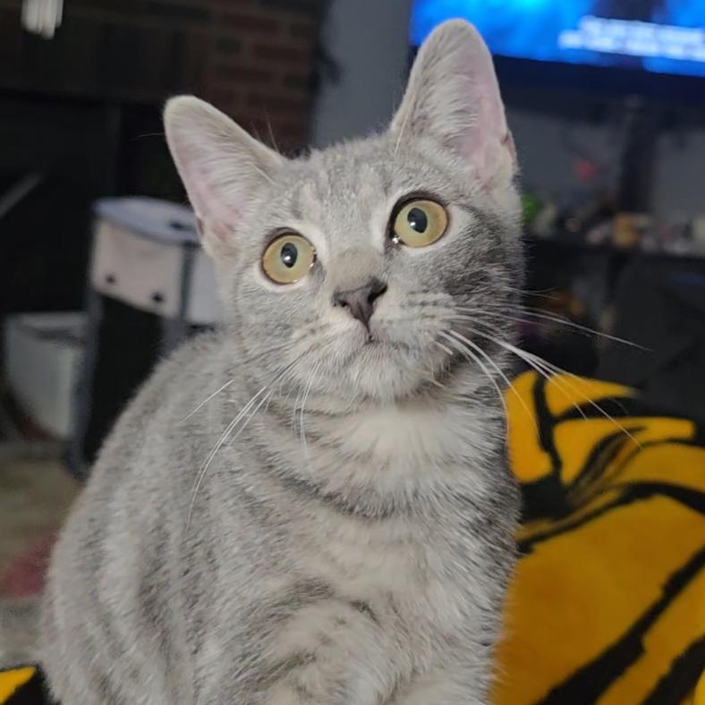 Enlarge Lucy Burns, a Adoptable Domestic Short Hair in Woodbury, NJ image 2/2