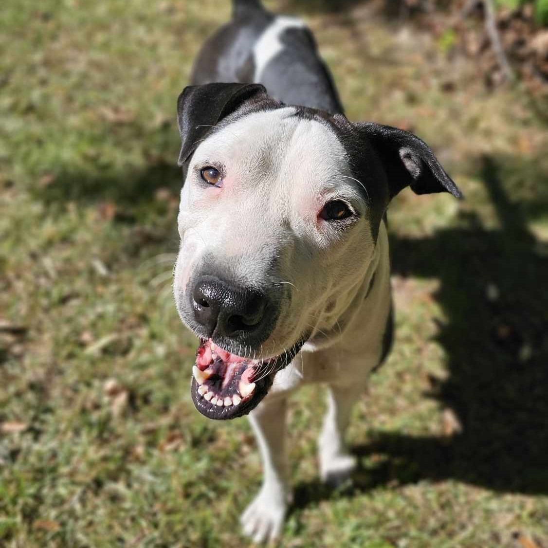 Dog for adoption Minnie, a Great Dane & American Bully Mix in Argyle