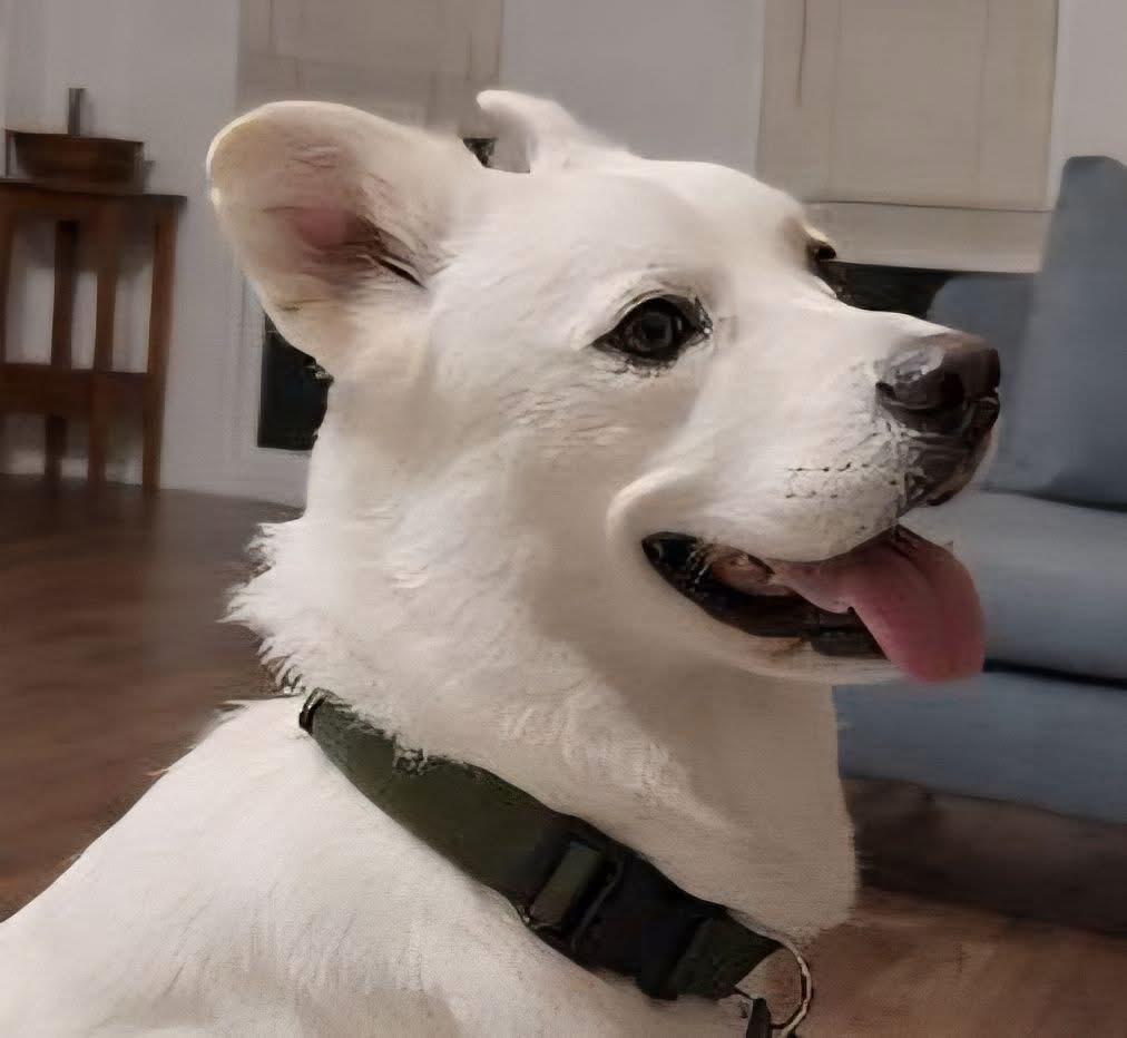 Enlarge BISCUIT, an adopted mixed breed in Grand Prairie, TX image 1/2