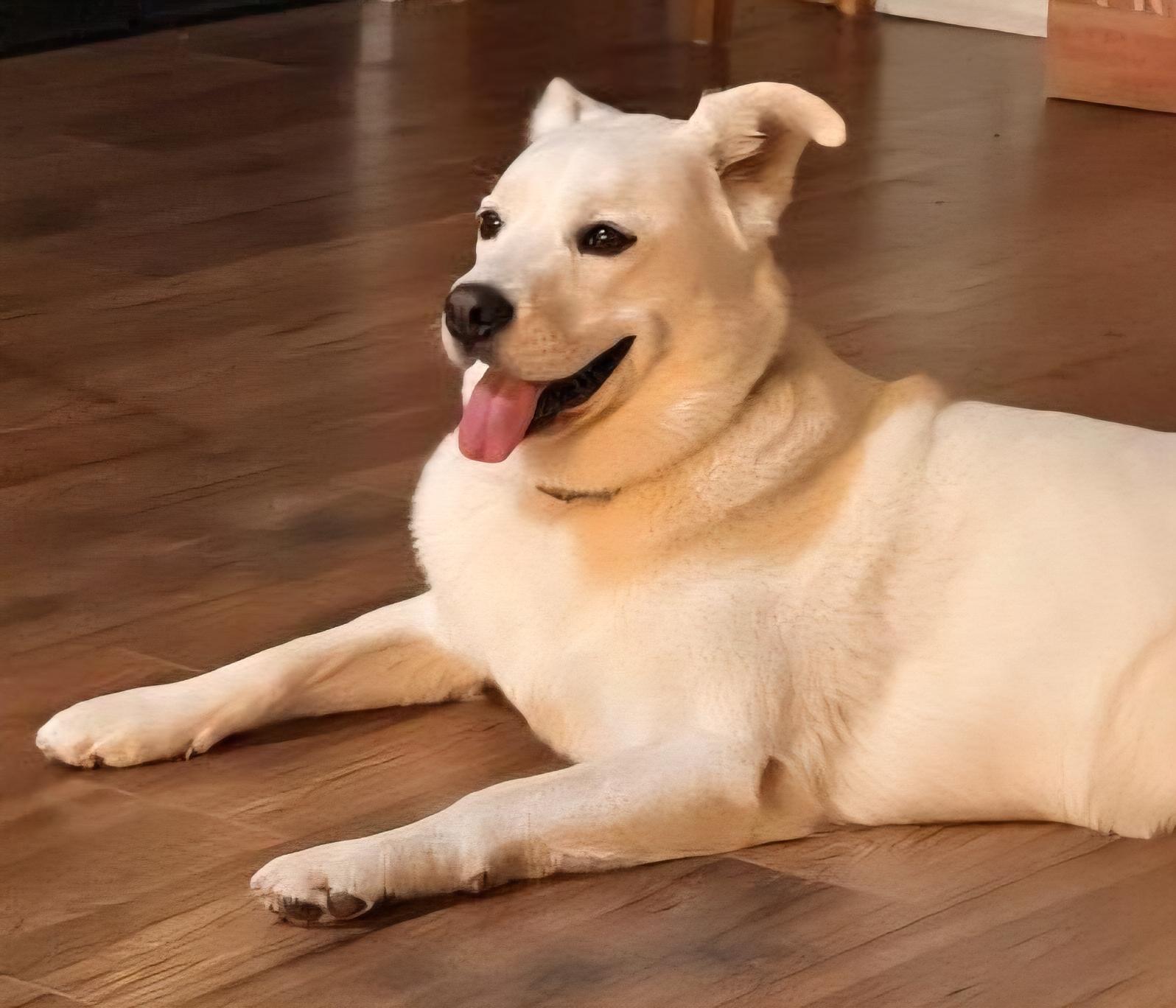 Enlarge BISCUIT, an adopted mixed breed in Grand Prairie, TX image 2/2