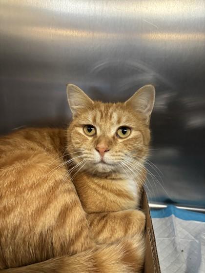 Enlarge Cookie, an adopted Domestic Short Hair in Lafayette, IN image 1/1