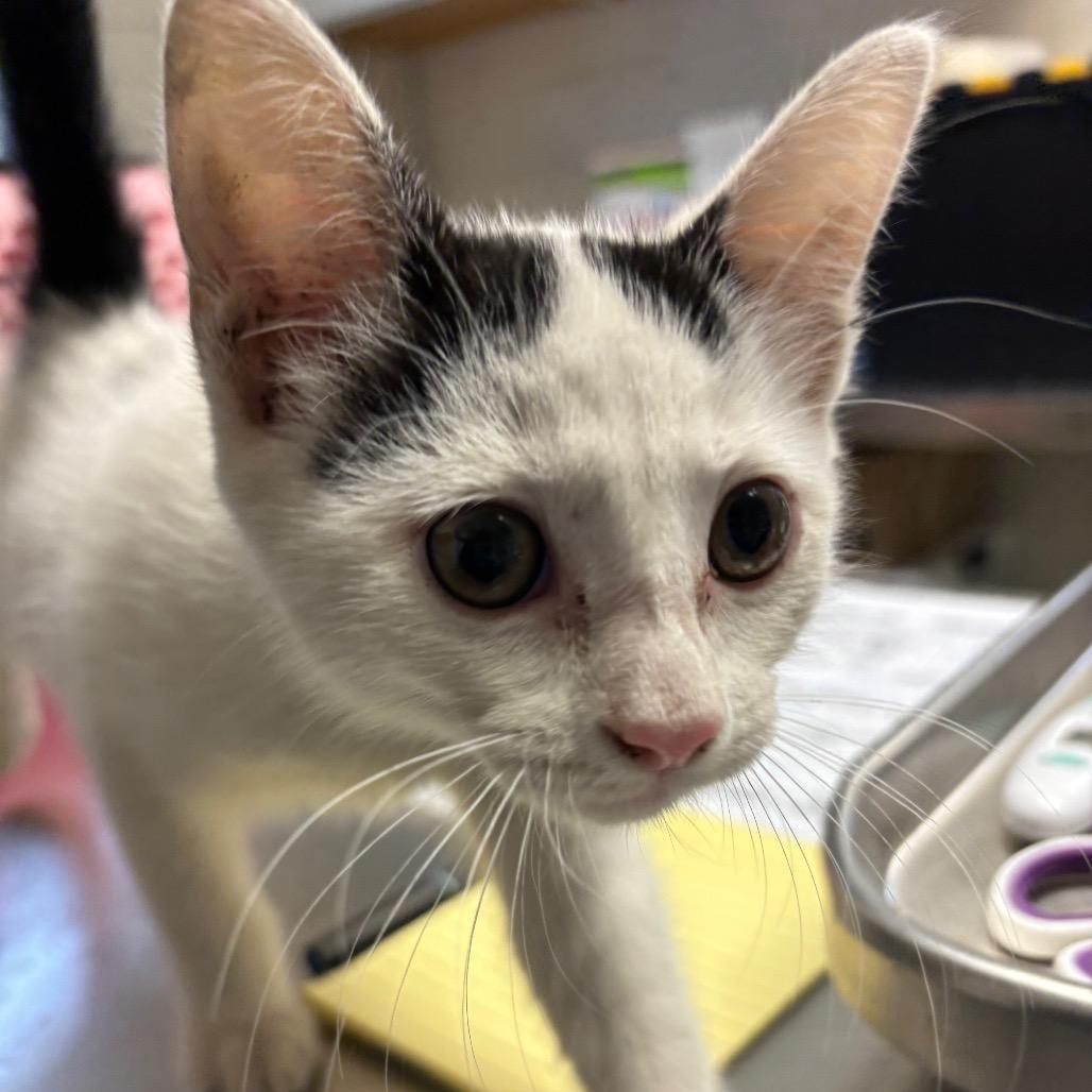Gus, Adoptable, Young Male Domestic Short Hair.