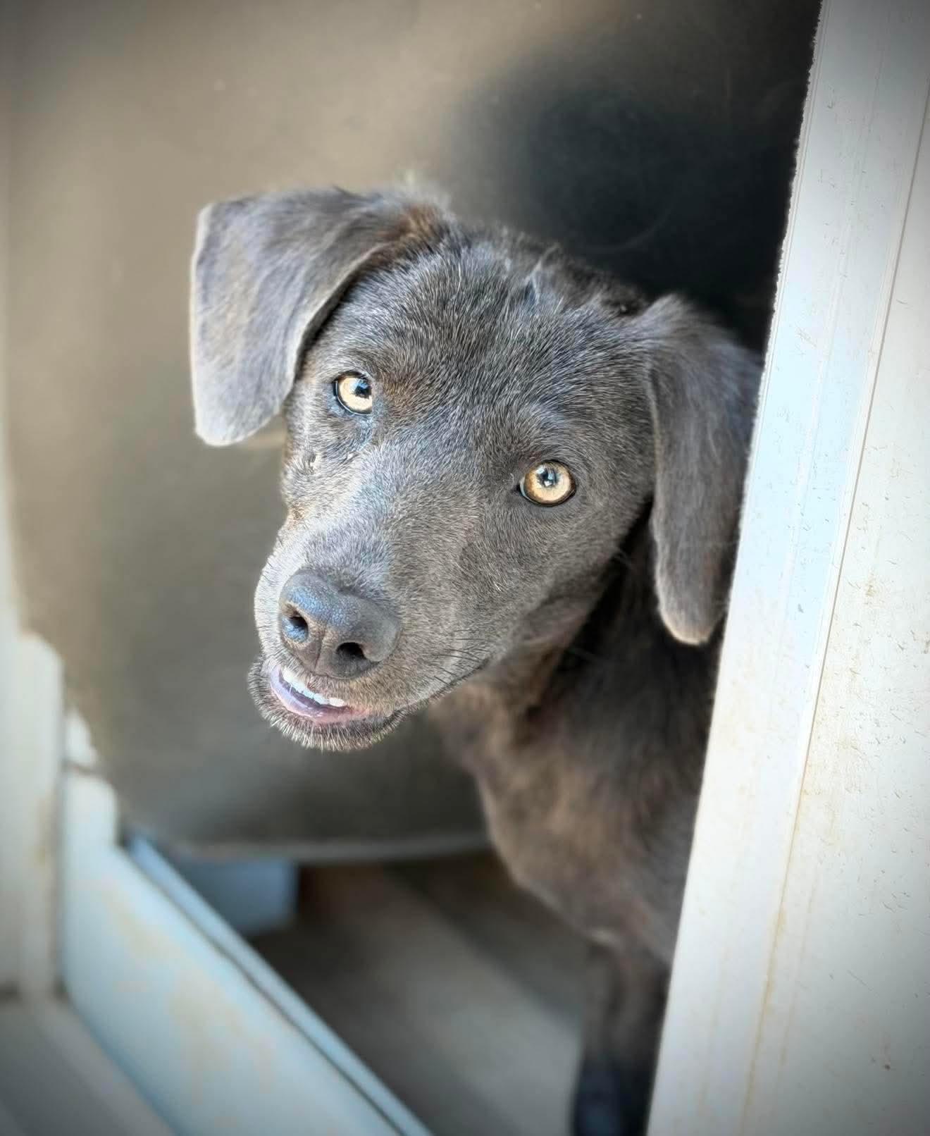 Sunny D, a Adoptable Mixed Breed in Argyle, NY image 4/6