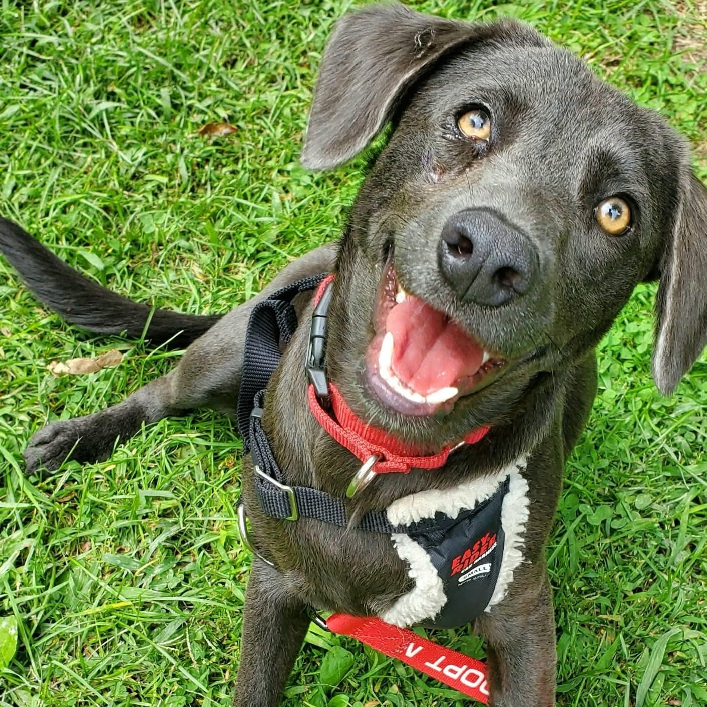 Sunny D, Adoptable, Puppy Female Mixed Breed.