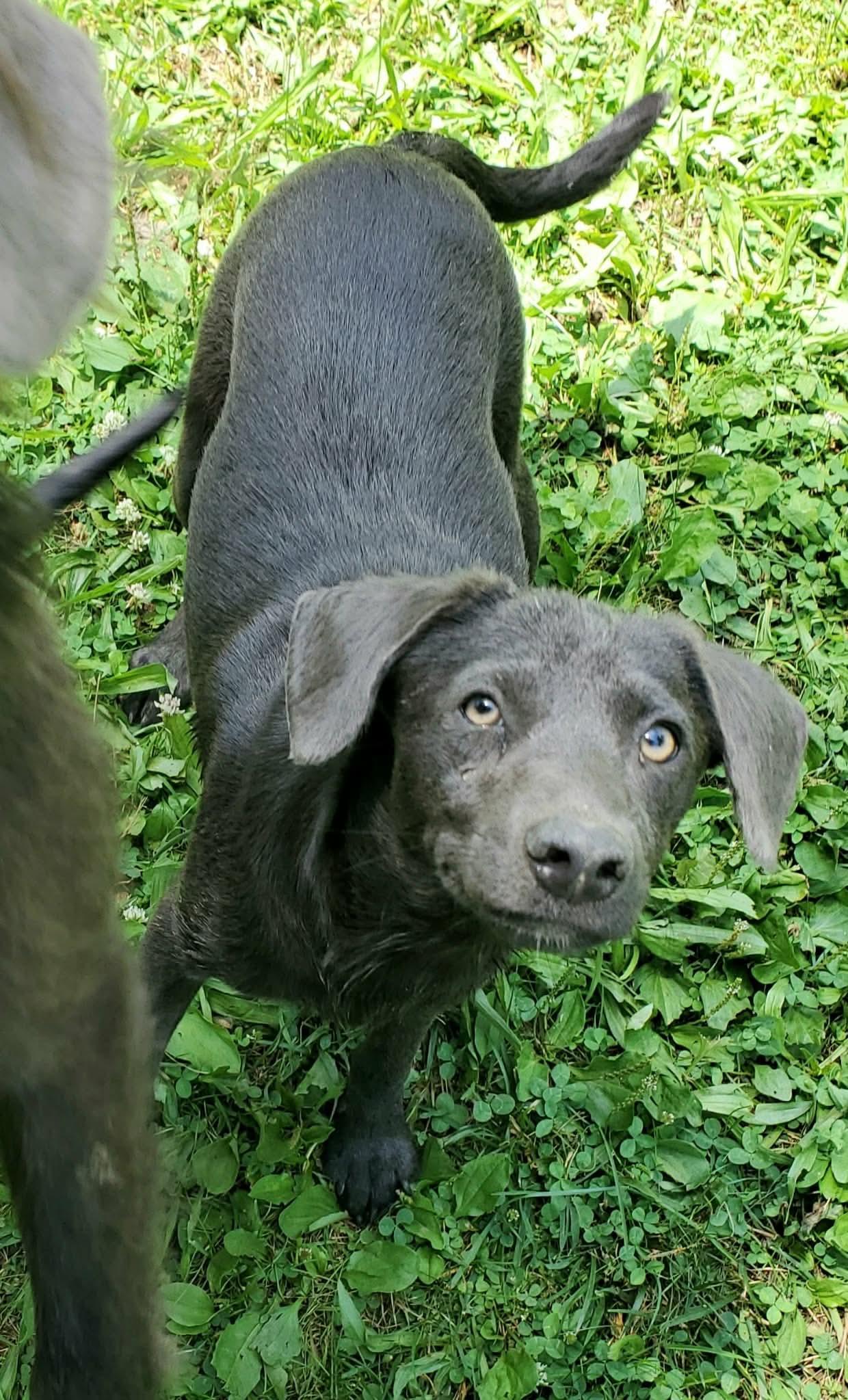 Sunny D, a Adoptable Mixed Breed in Argyle, NY image 3/6