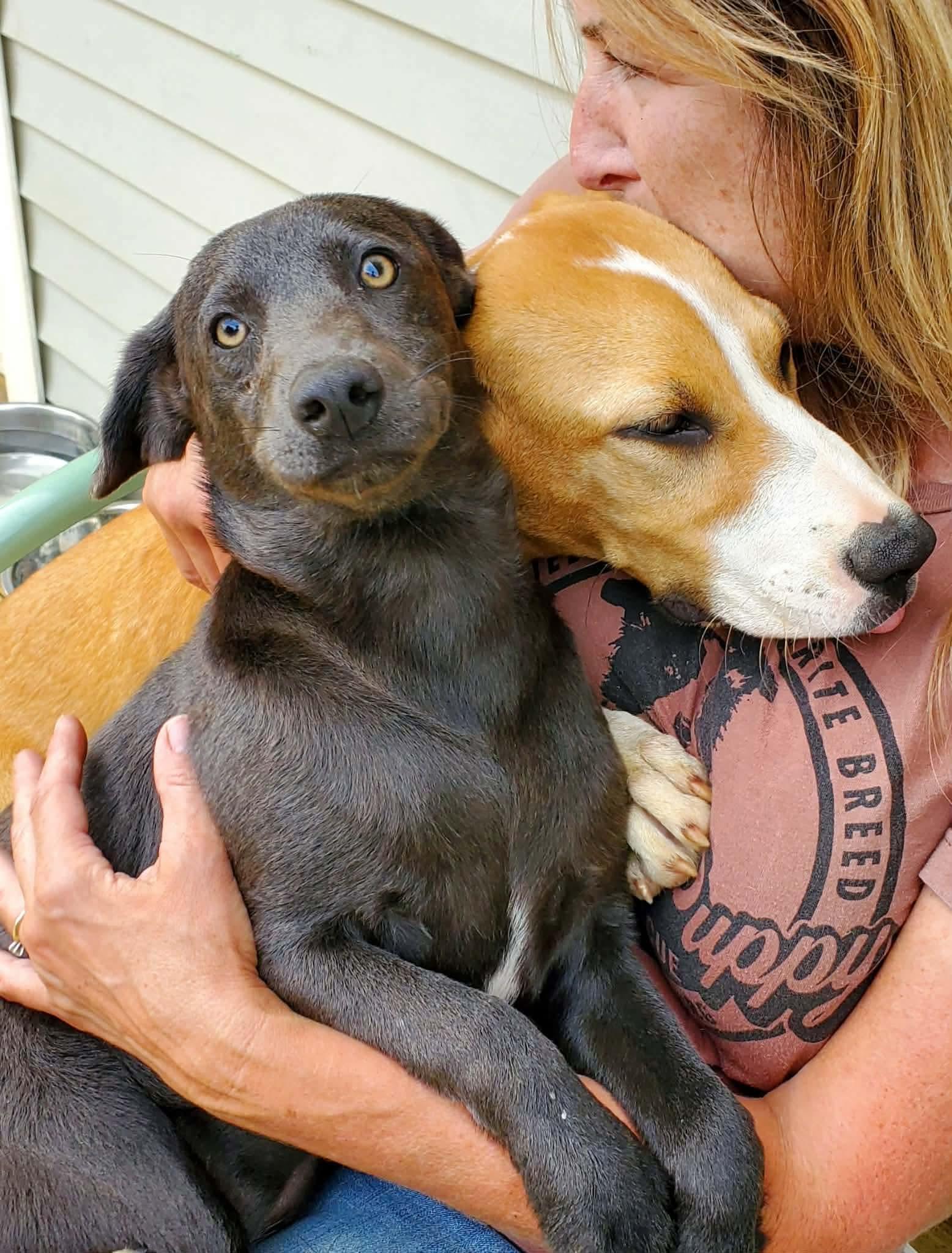 Sunny D, a Adoptable Mixed Breed in Argyle, NY image 2/6