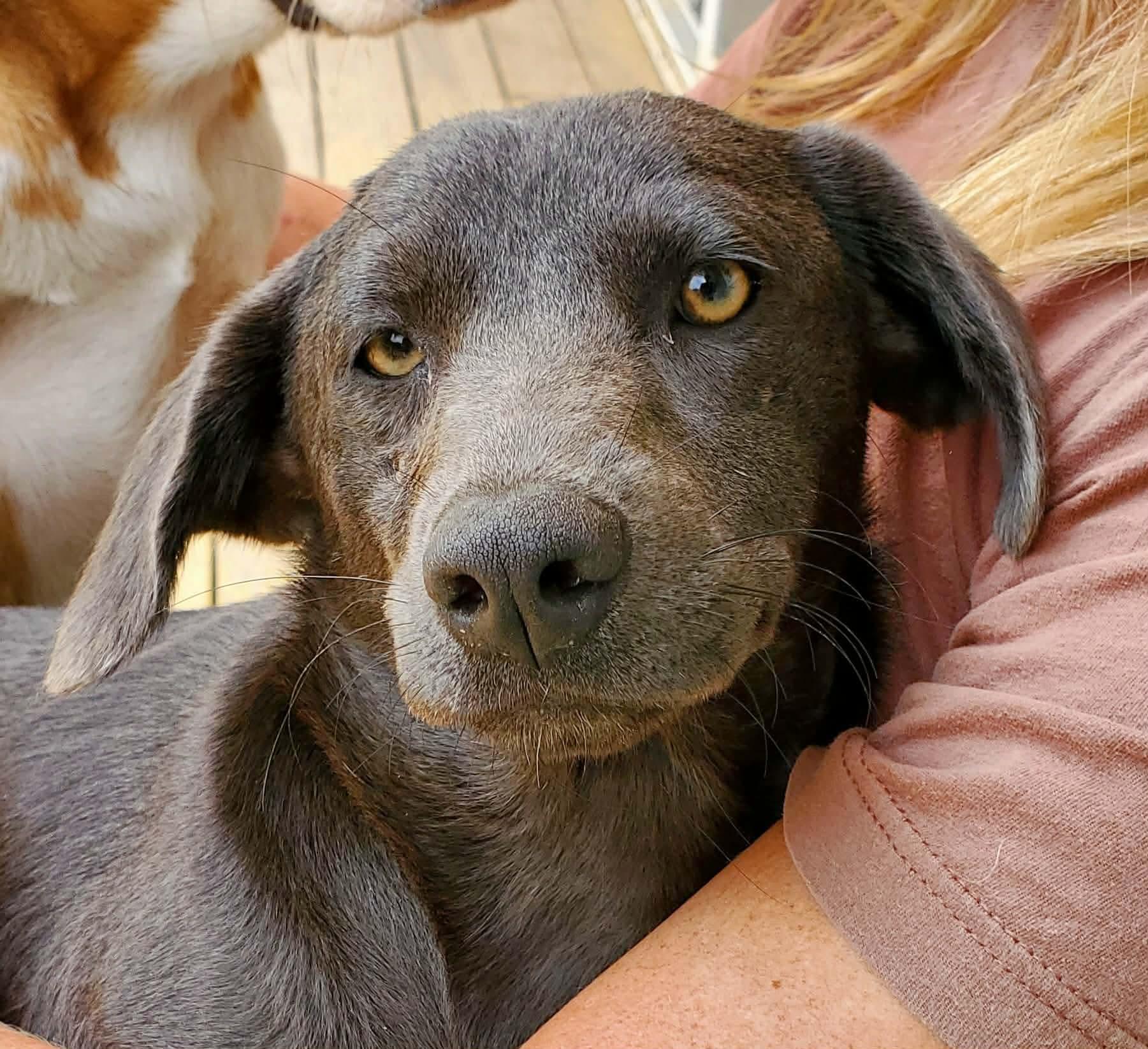 Sunny D, a Adoptable Mixed Breed in Argyle, NY image 5/6