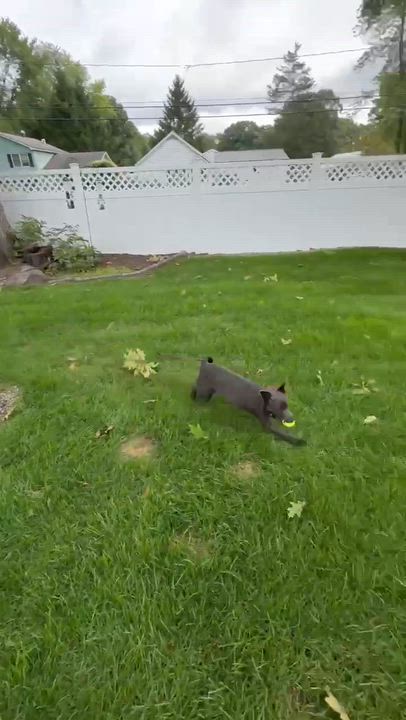 Enlarge Sunny D, a Adoptable Mixed Breed in Argyle, NY video 6/6