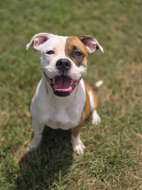 Enlarge LUCKY, a Adoptable mixed breed in York, SC image 1/1