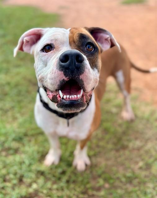 LUCKY, Adoptable, Young Female Boxer & Mixed Breed.