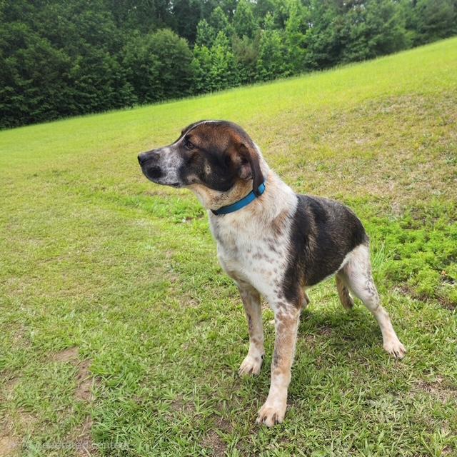 Freddy, a ADOPTABLE mixed breed in Manhasset, NY image 2/4