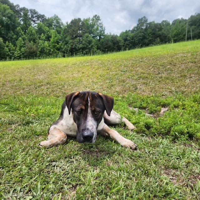 Freddy, a ADOPTABLE mixed breed in Manhasset, NY image 4/4