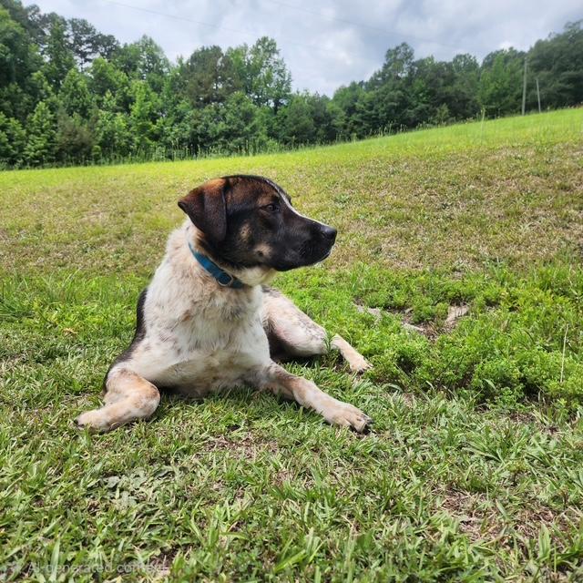 Freddy, a ADOPTABLE mixed breed in Manhasset, NY image 3/4