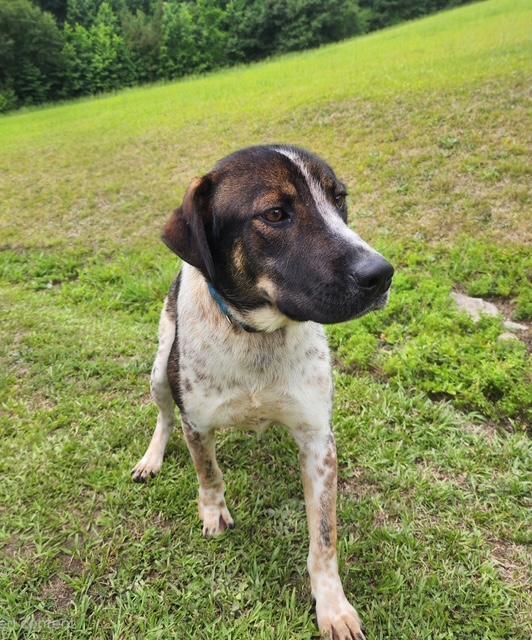 Freddy, ADOPTABLE, Young Male German Shorthaired Pointer & Pointer.