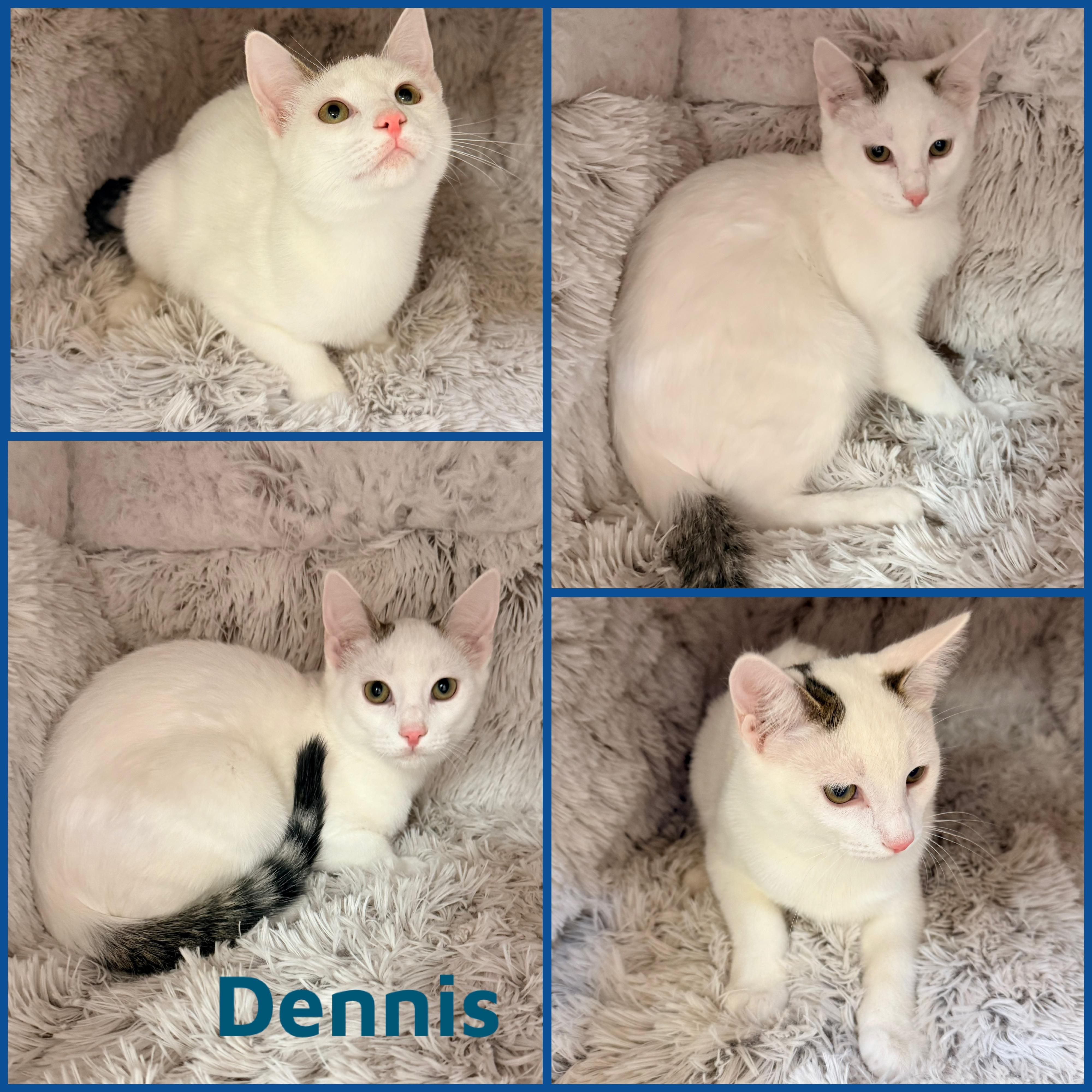Enlarge Dennis, a ADOPTABLE Domestic Short Hair in Louisville, KY image 1/1