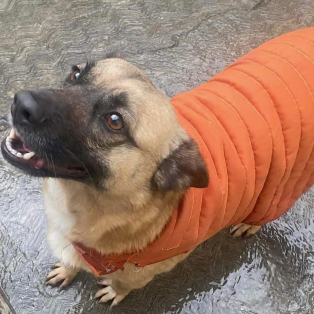 Fresa, a Adoptable mixed breed in San Diego, CA image 1/3