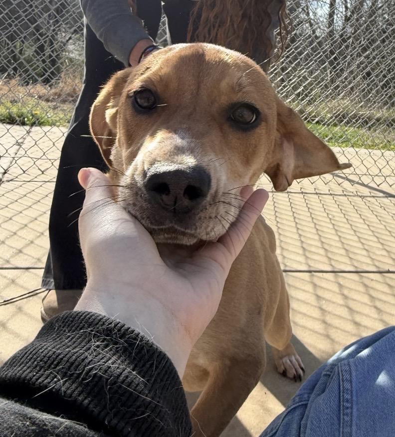Enlarge Pam, a ADOPTABLE mixed breed in Hillsboro, MO image 3/4