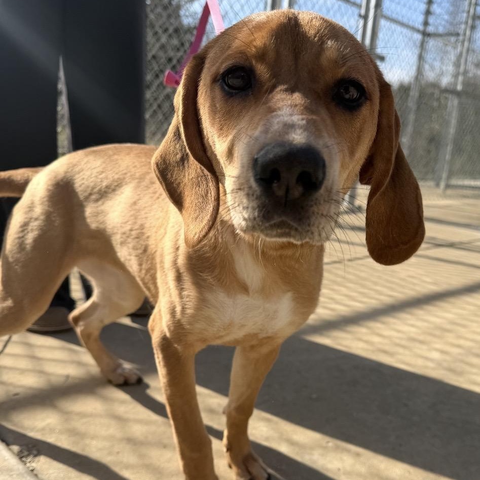 Enlarge Pam, a ADOPTABLE mixed breed in Hillsboro, MO image 1/4