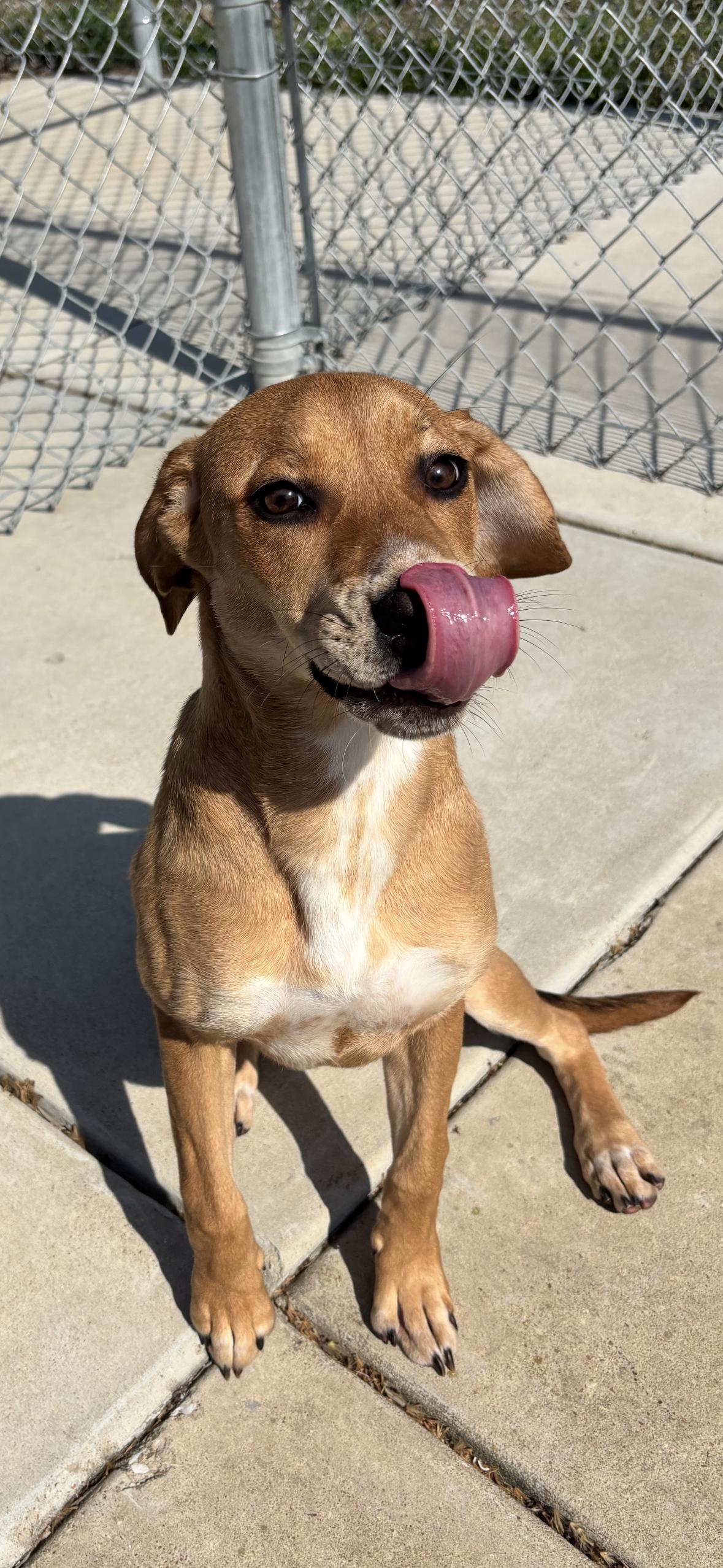 Enlarge Pam, a ADOPTABLE mixed breed in Hillsboro, MO image 2/4