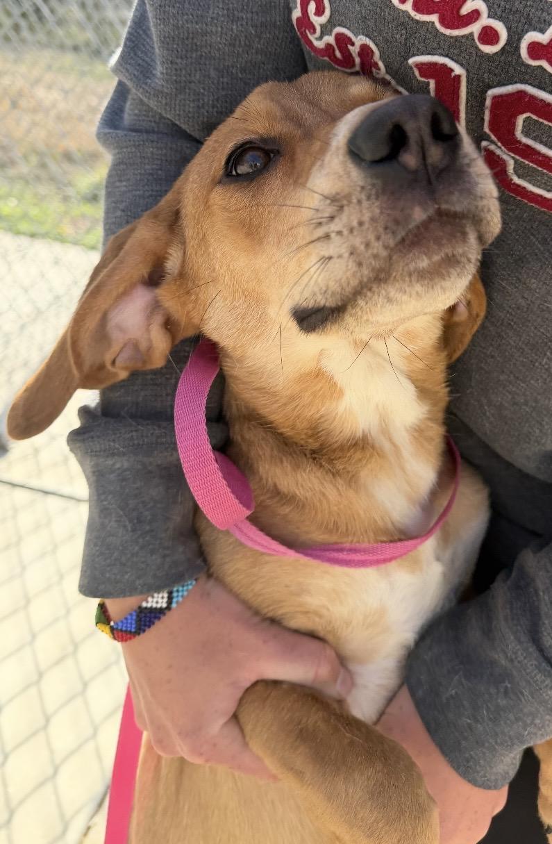 Enlarge Pam, a ADOPTABLE mixed breed in Hillsboro, MO image 4/4