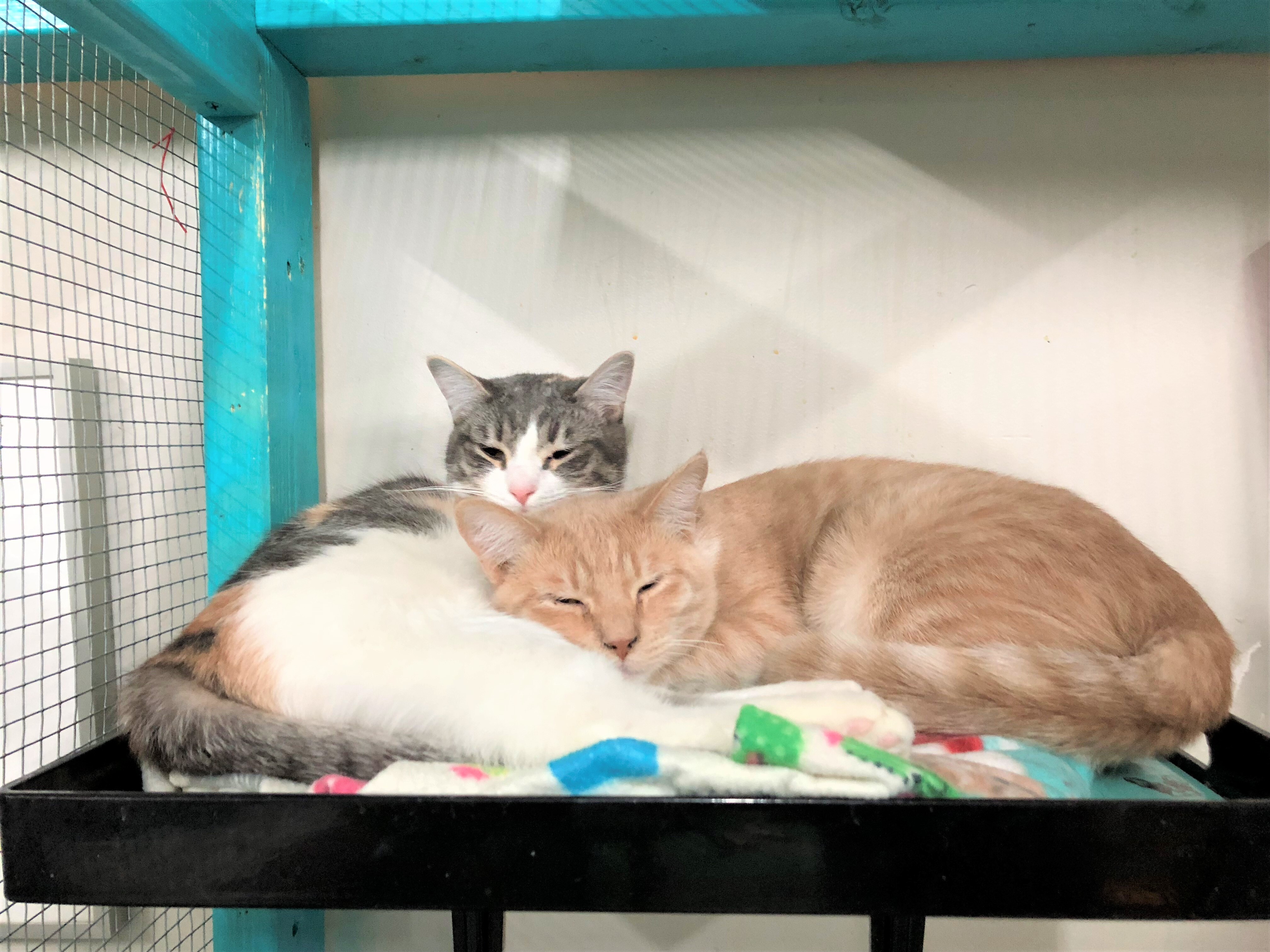 Copper, a Adoptable Domestic Short Hair in St. George, UT image 1/10