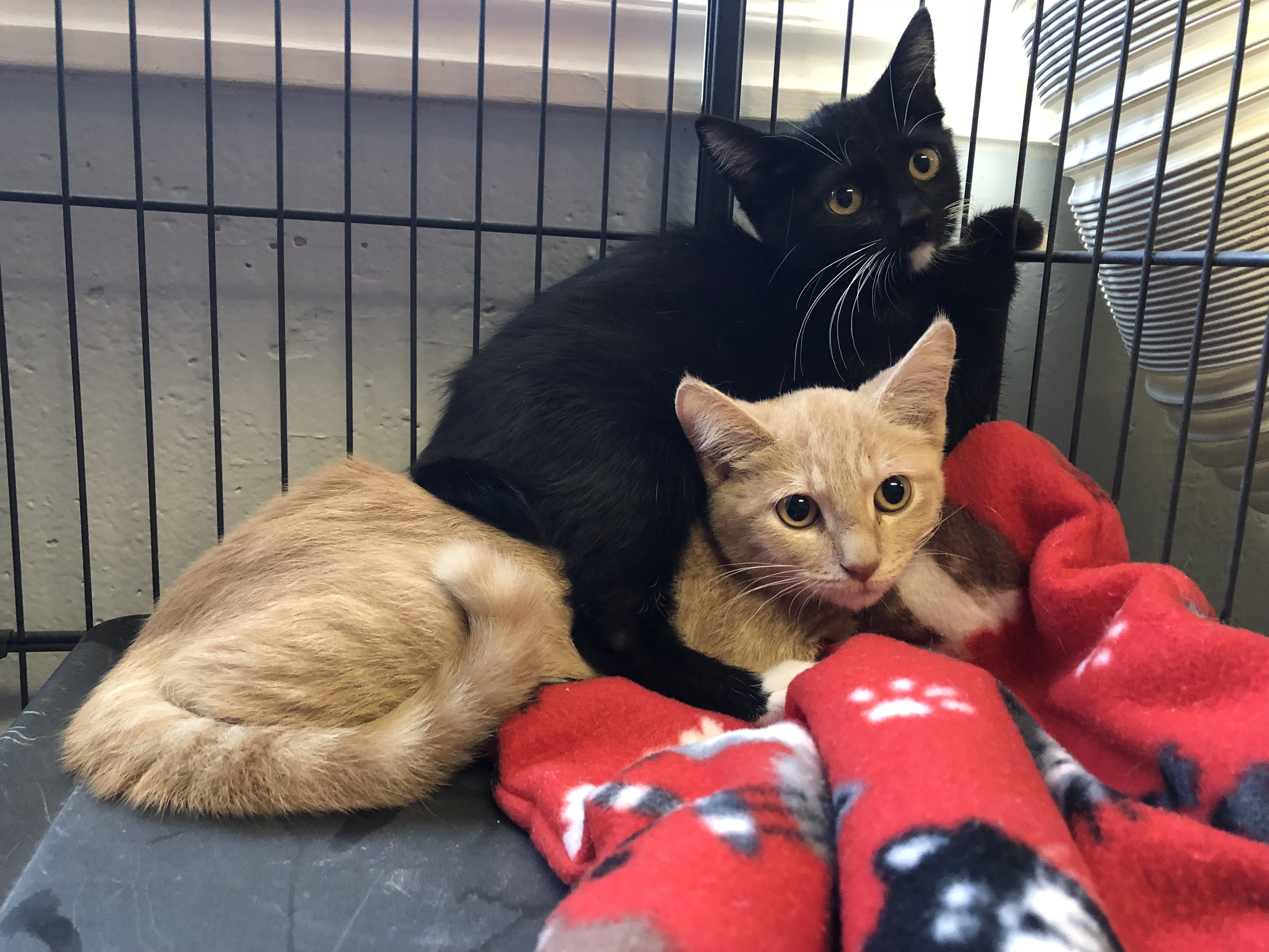 Copper, a Adoptable Domestic Short Hair in St. George, UT image 2/10