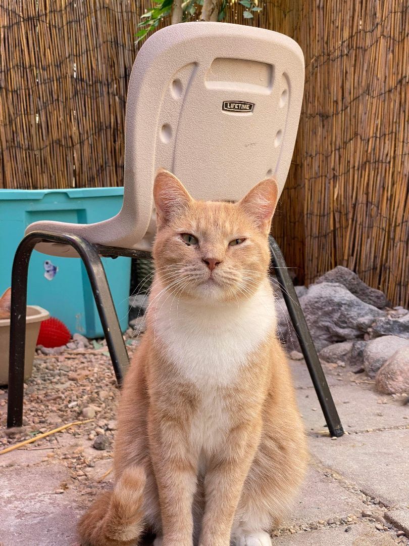 Copper, a Adoptable Domestic Short Hair in St. George, UT image 3/10