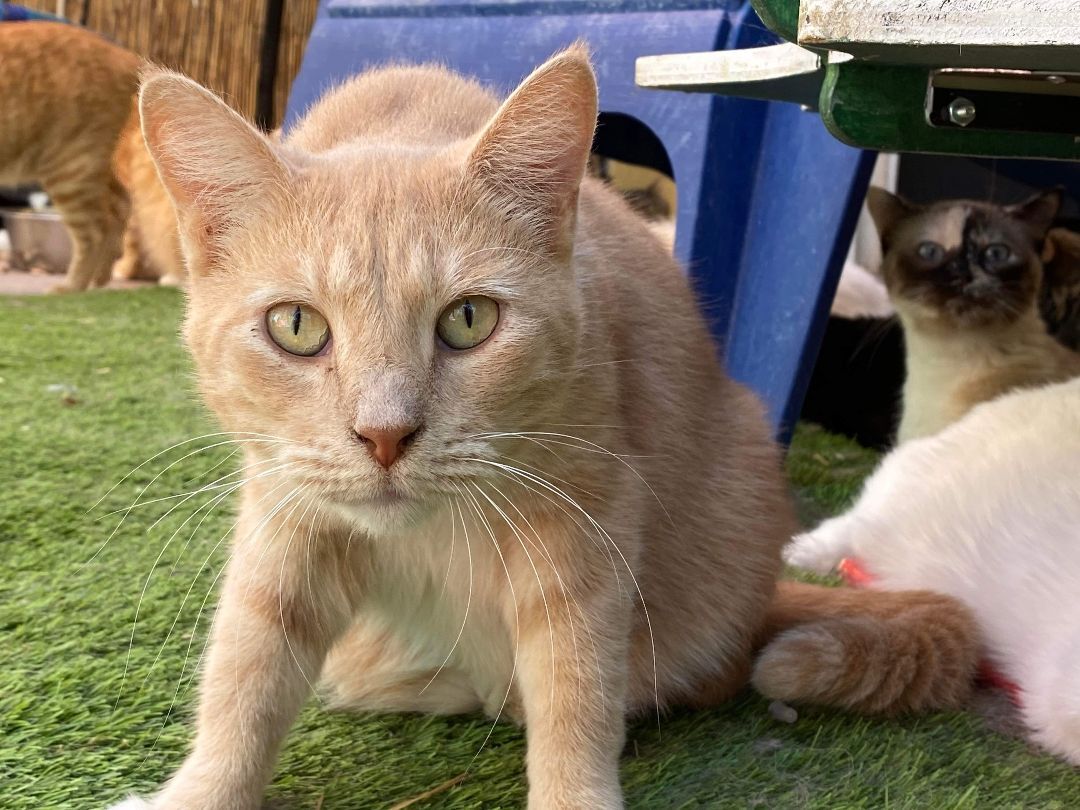 Copper, a Adoptable Domestic Short Hair in St. George, UT image 4/10