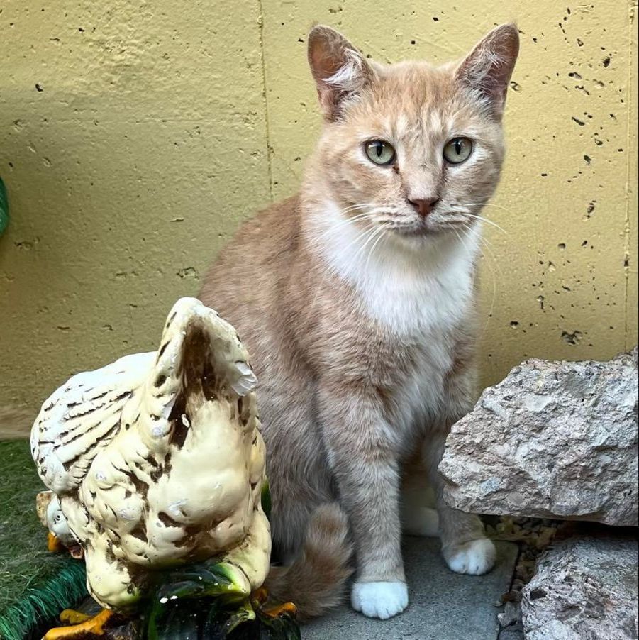 Copper, a Adoptable Domestic Short Hair in St. George, UT image 5/10