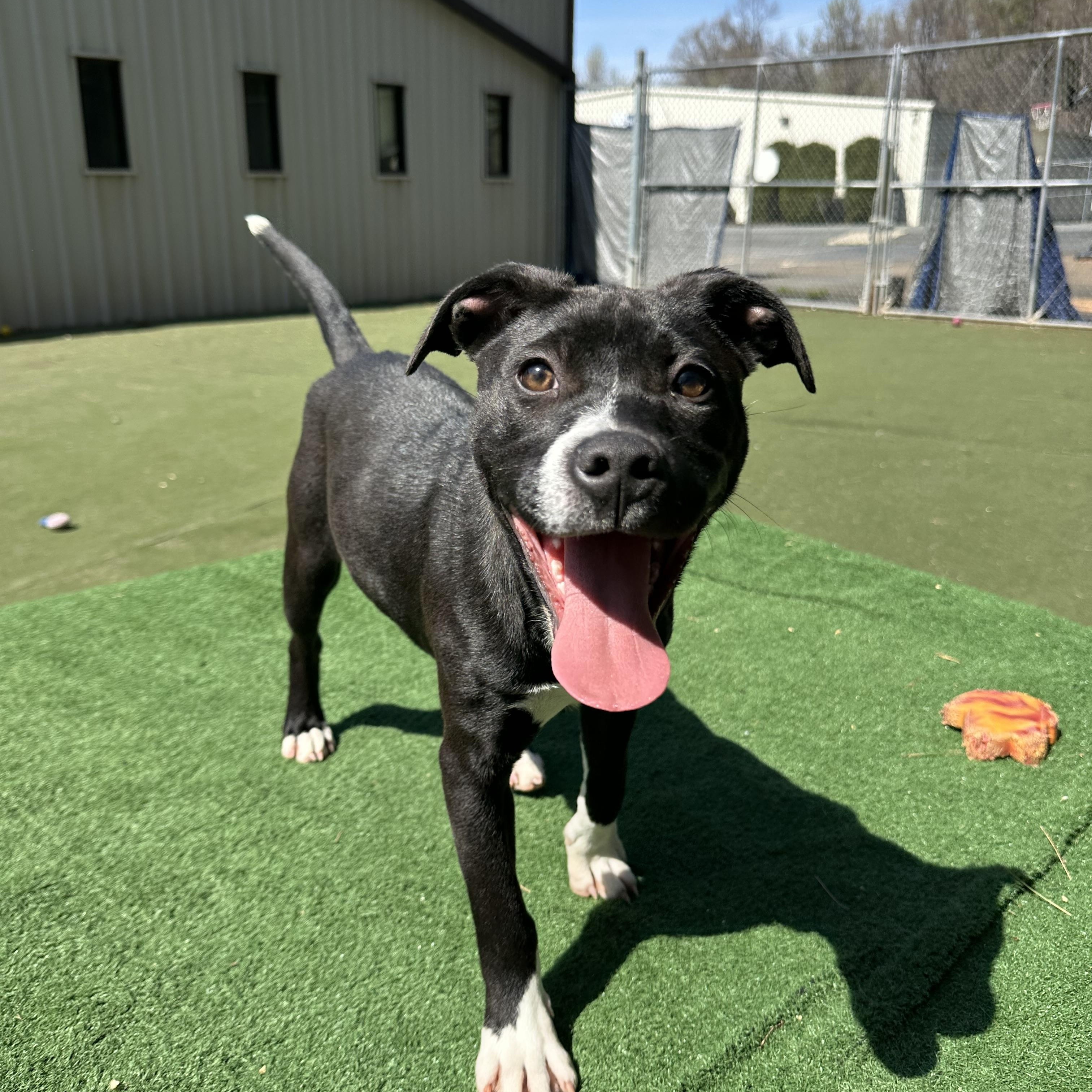 Misfit, ADOPTABLE, Puppy Female Boxer.