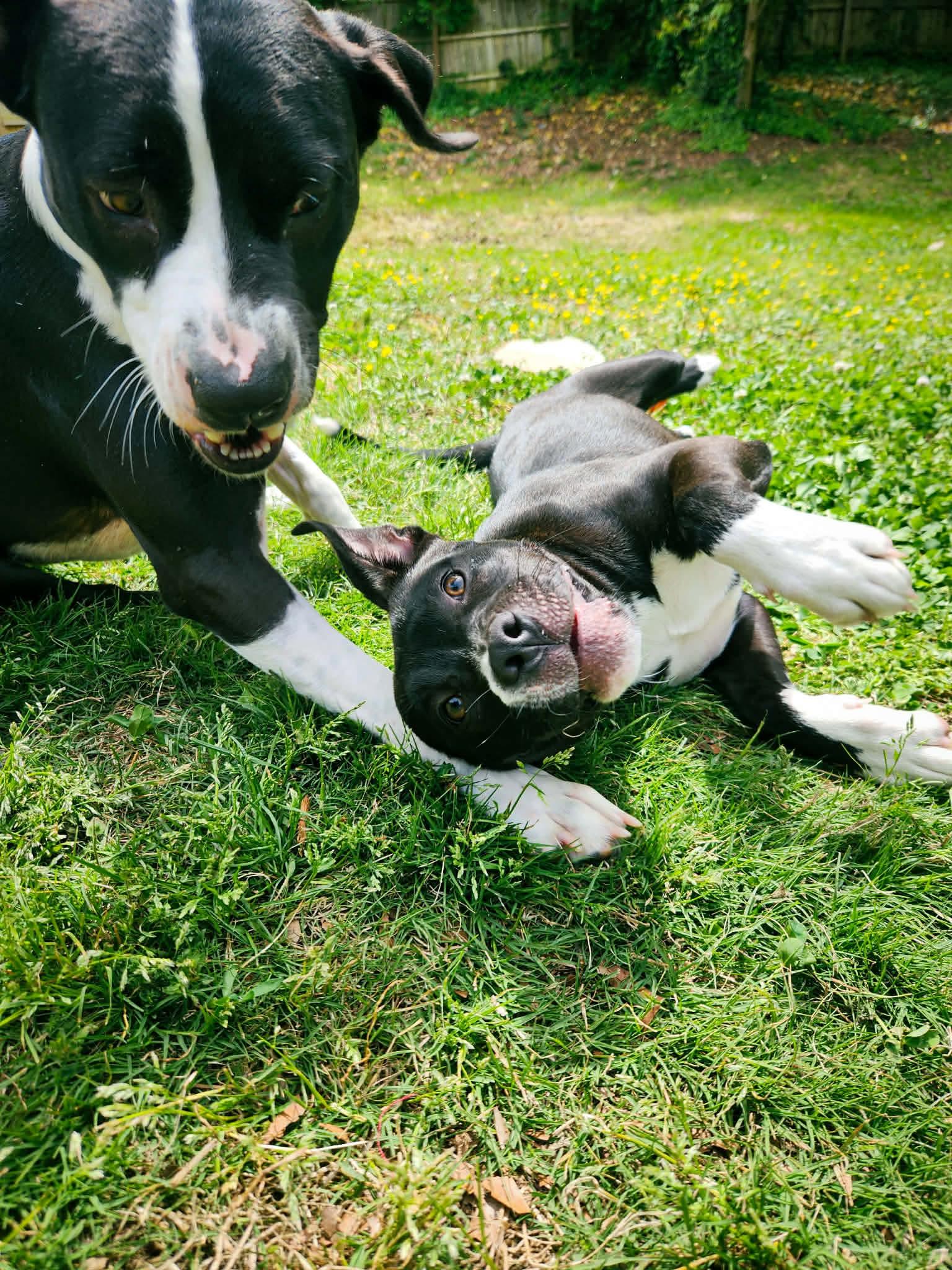 Misfit, a ADOPTABLE mixed breed in Charlotte, NC image 3/4