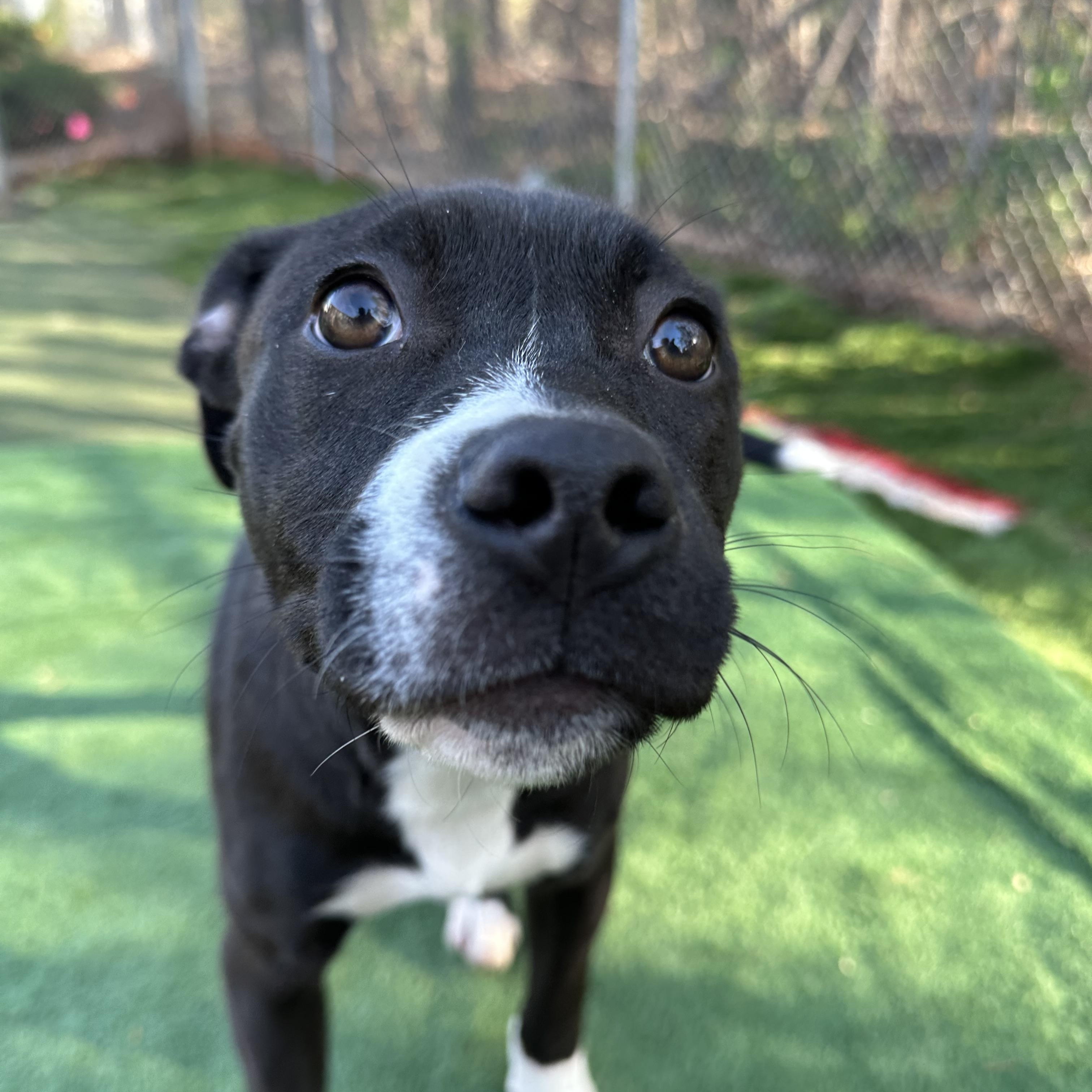 Enlarge Misfit, a ADOPTABLE mixed breed in Charlotte, NC image 3/6