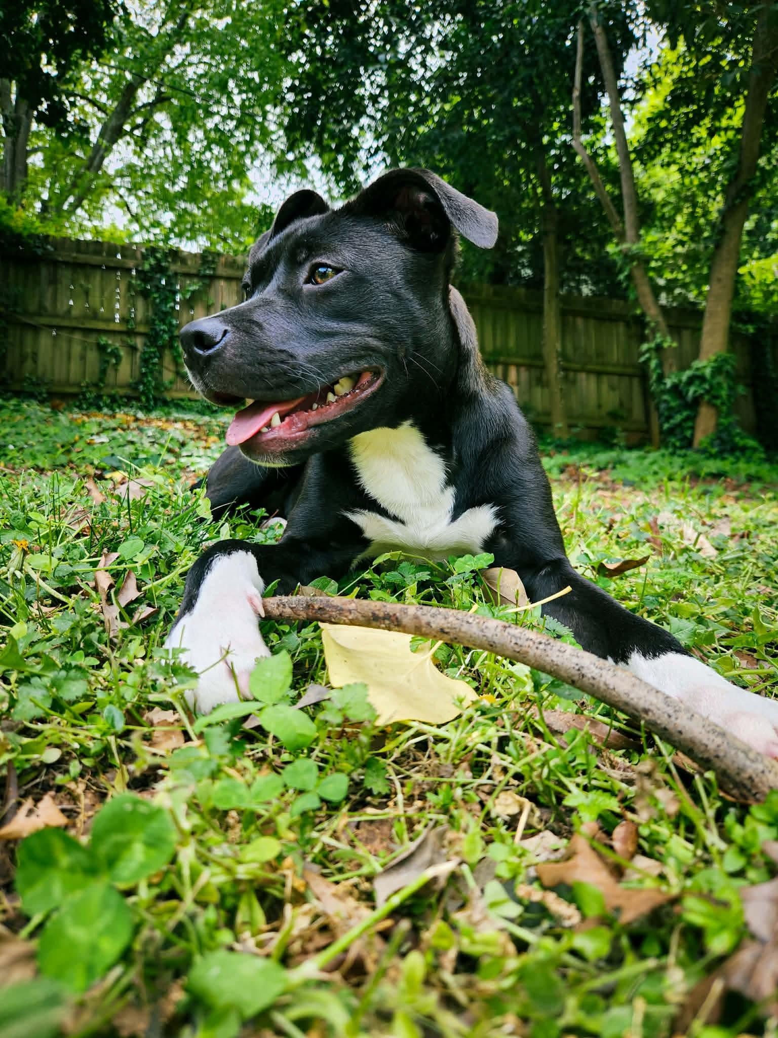 Misfit, a ADOPTABLE mixed breed in Charlotte, NC image 2/4