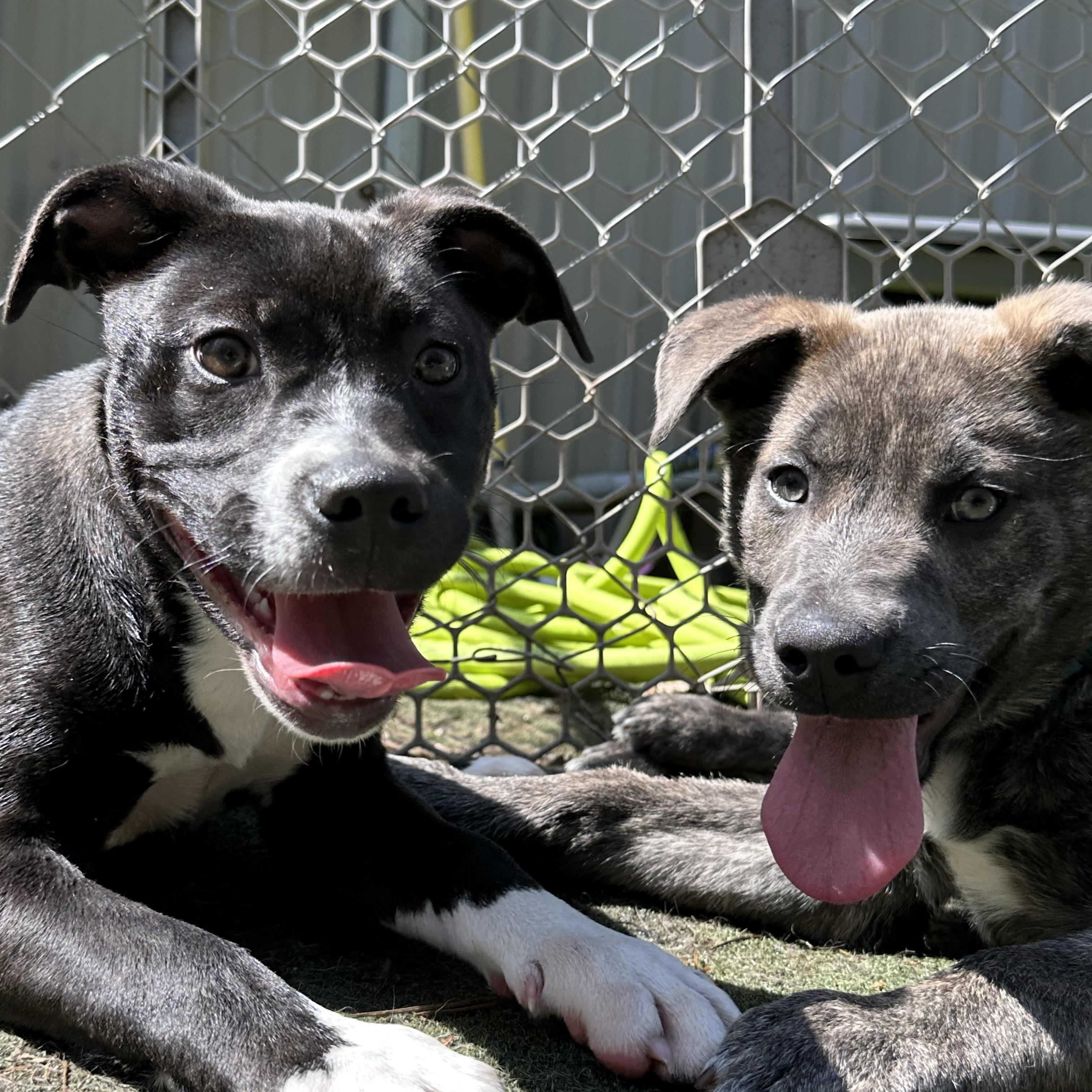 Enlarge Misfit, a ADOPTABLE mixed breed in Charlotte, NC image 4/6