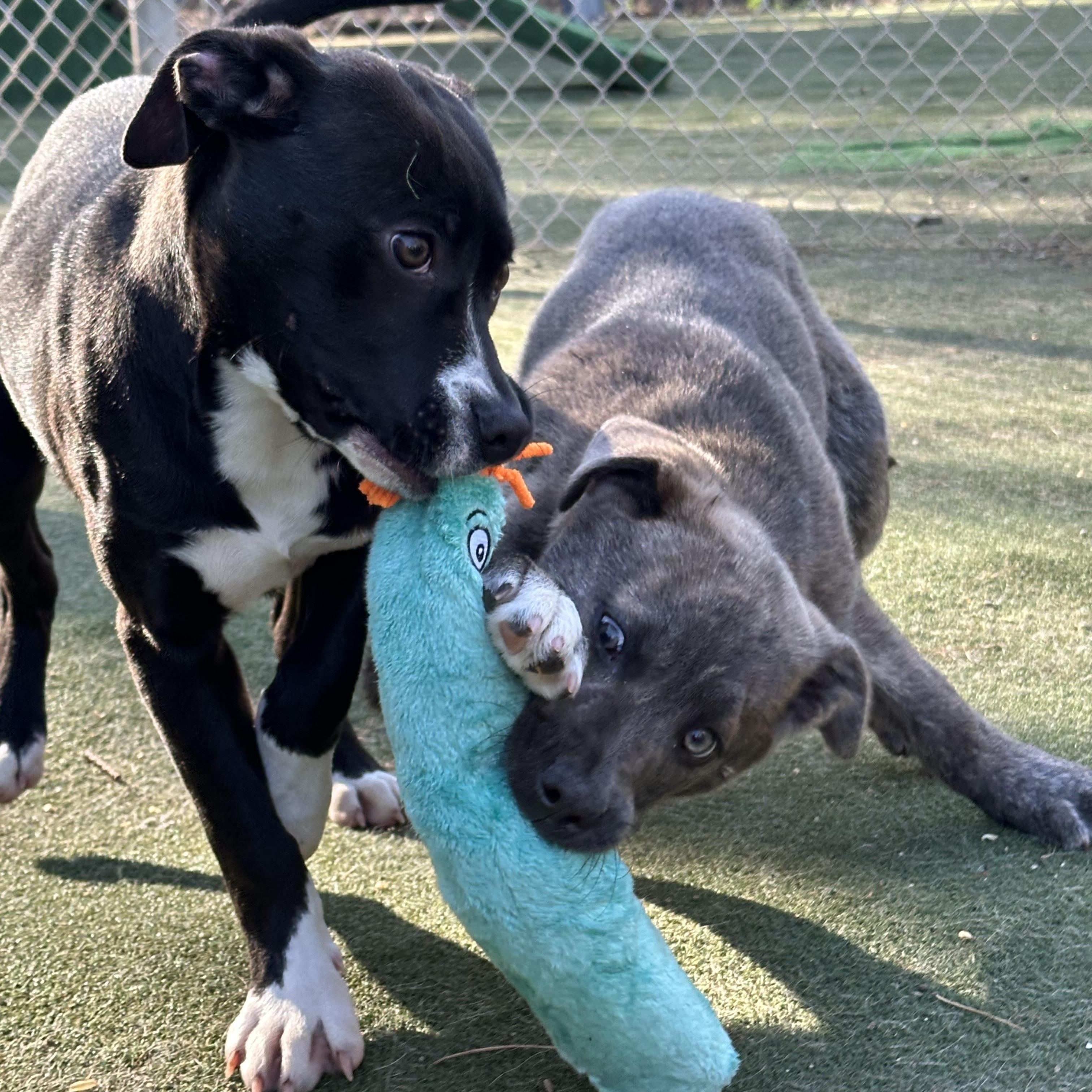 Enlarge Misfit, a ADOPTABLE mixed breed in Charlotte, NC image 6/6