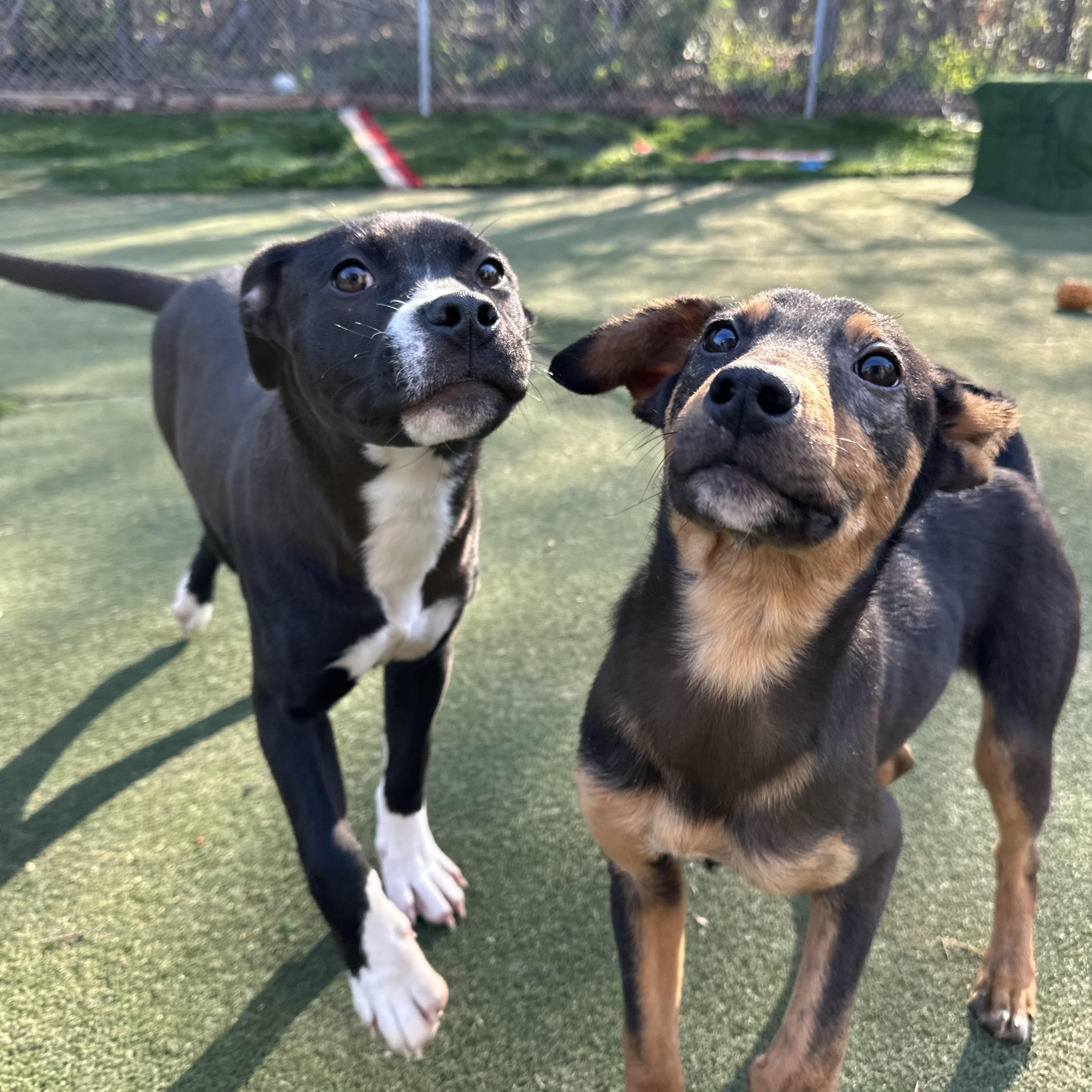Enlarge Misfit, a ADOPTABLE mixed breed in Charlotte, NC image 2/6