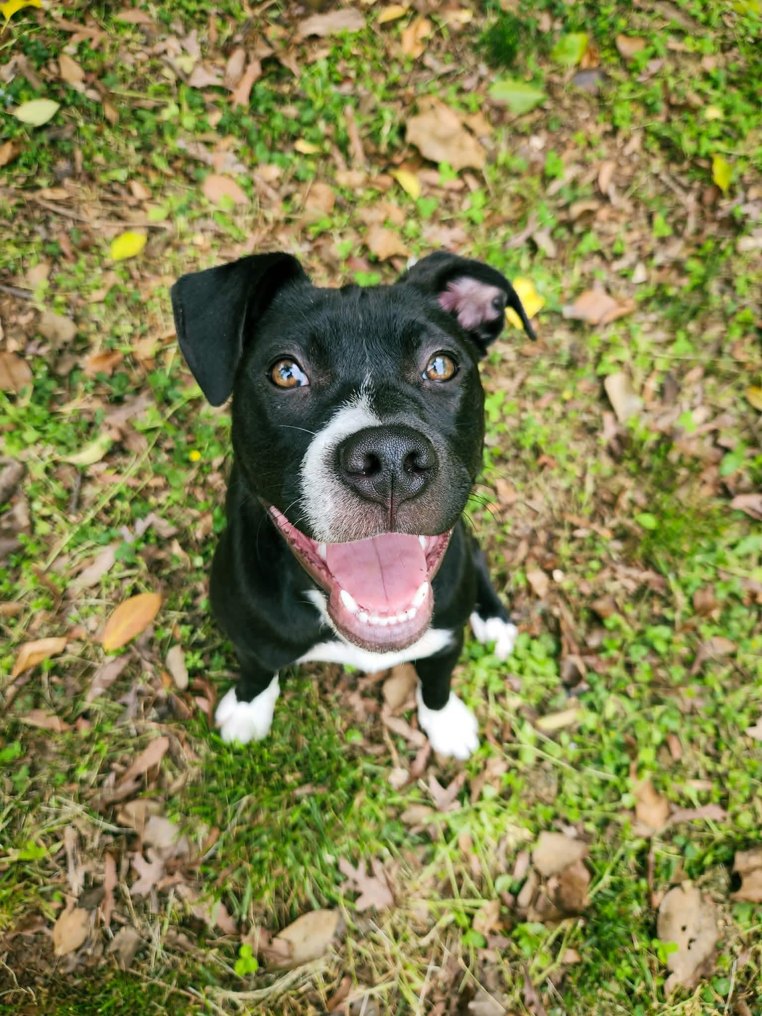 Misfit, ADOPTABLE, Puppy Female Boxer.