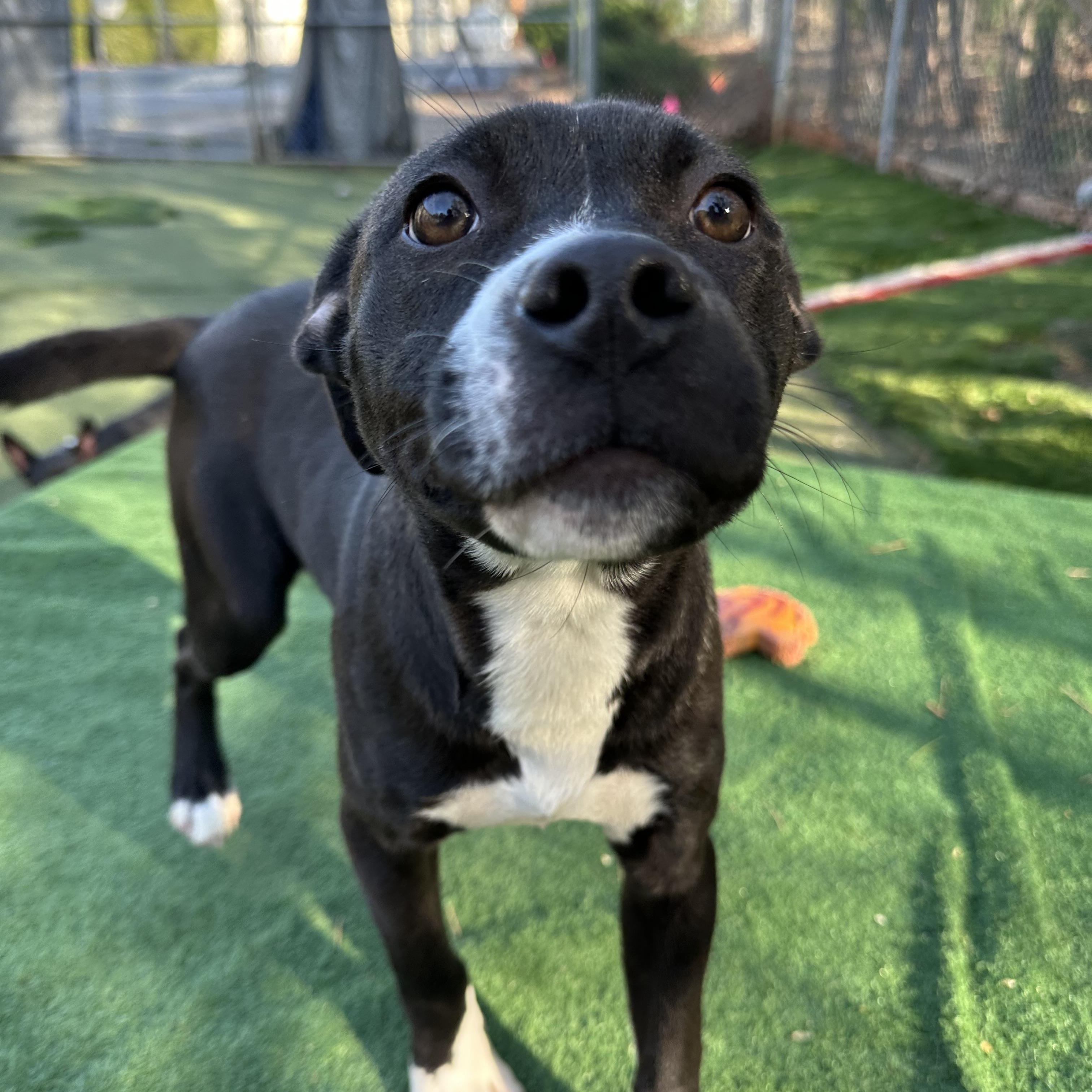 Enlarge Misfit, a ADOPTABLE mixed breed in Charlotte, NC image 5/6